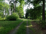 A nyári Csermajor