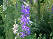 A nyári Csermajor