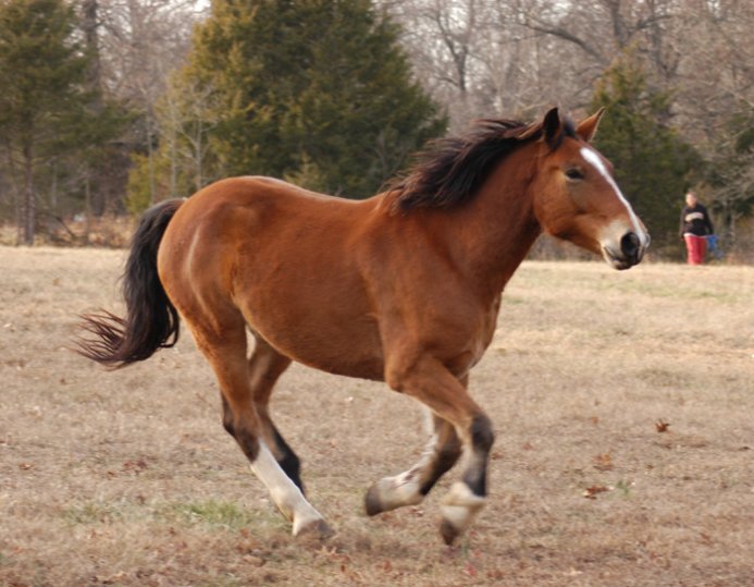 Mustang