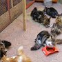Feeding Feeding