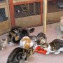 Feeding2 Feeding2