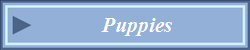 Puppies