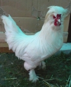 D&iacute;szty&uacute;k 1.