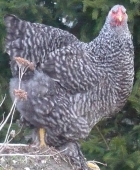 D&iacute;szty&uacute;k 1.