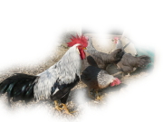 ezüstszürke itáliai