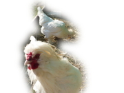 szult&aacute;nty&uacute;k