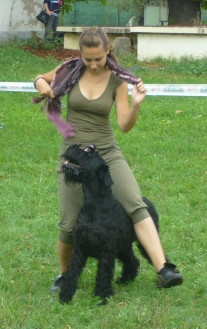 gyr2.jpg