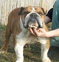 English Bulldog