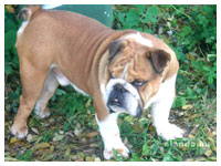 English Bulldog