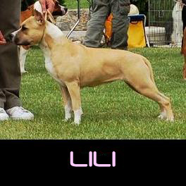 Lili oldala