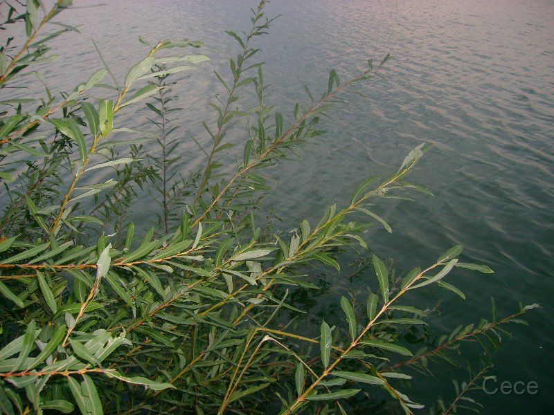 DSC09285.JPG