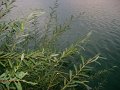 DSC09285