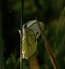 pieris_rapae2.jpg