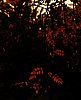 PICT0707.jpg
