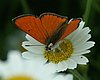 Lycaena_dispar_rutila.jpg