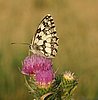 Melanargia_galathea1.jpg