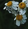 Melanargia_galathea10.jpg