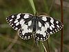 Melanargia_galathea11.jpg