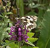 Melanargia_galathea2.jpg