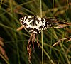 Melanargia_galathea3.jpg