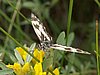 Melanargia_galathea4.jpg