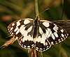 Melanargia_galathea5.jpg