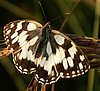 Melanargia_galathea6.jpg