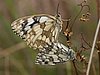 Melanargia_galathea7.jpg