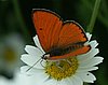 lycaena_dispart_rutila2.jpg