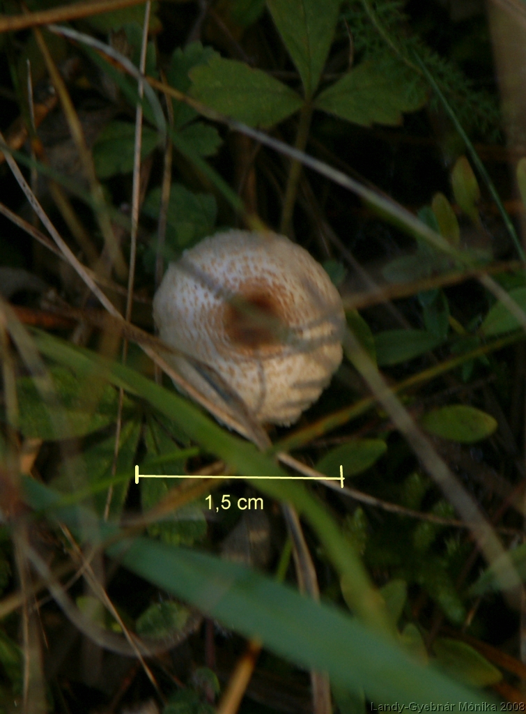 budos_ozlabgomba.jpg