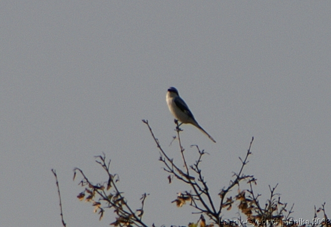 lanius_excubitor2.jpg