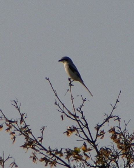 lanius_excubitor3.jpg
