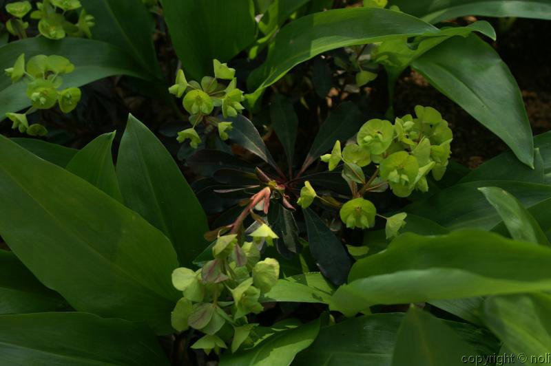 euphorbia_amygdaloides4.jpg