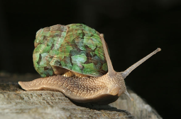 beillesztett kép