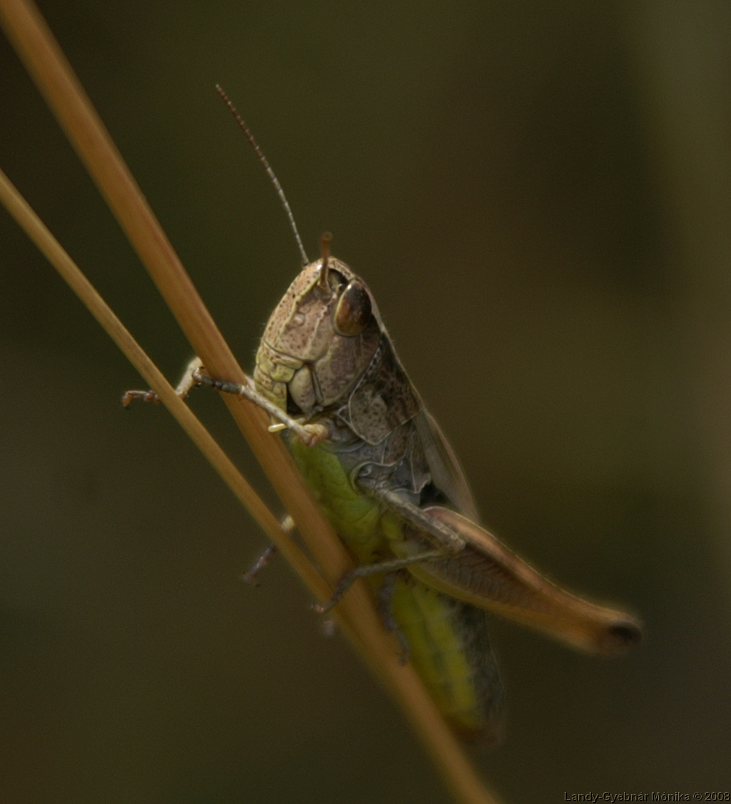 PICT0962.png