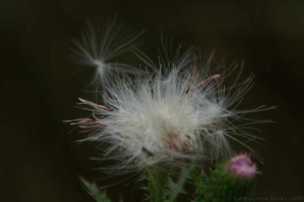 PICT0966.png