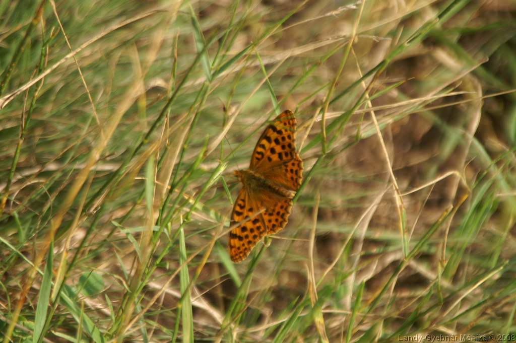 PICT1025.png