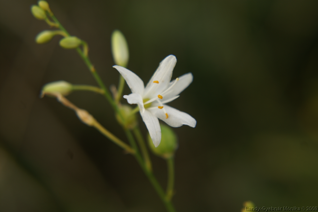 PICT1081.png