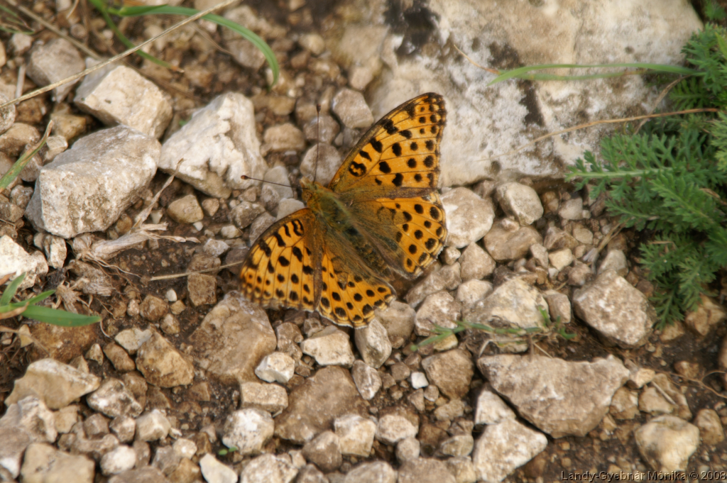 PICT1102.png