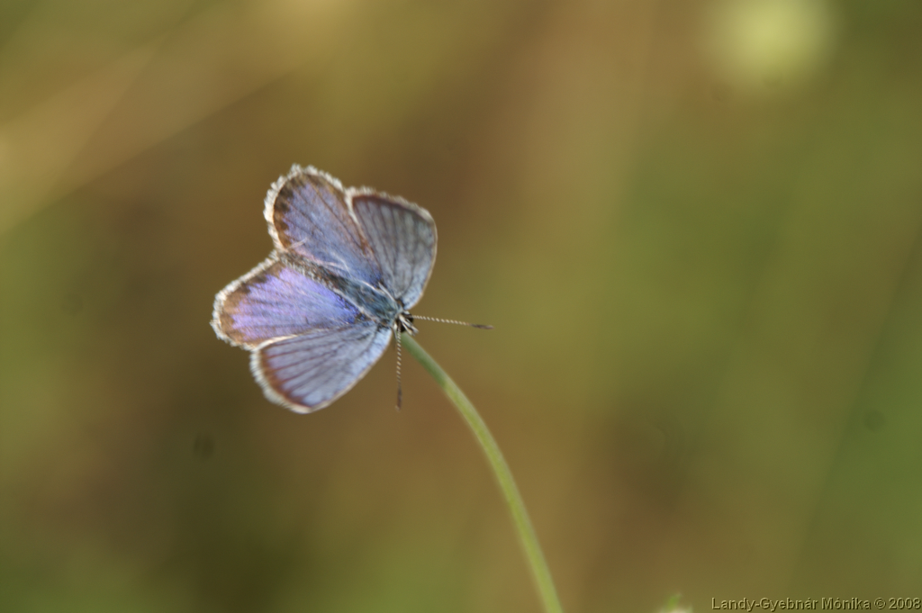 PICT1111.png