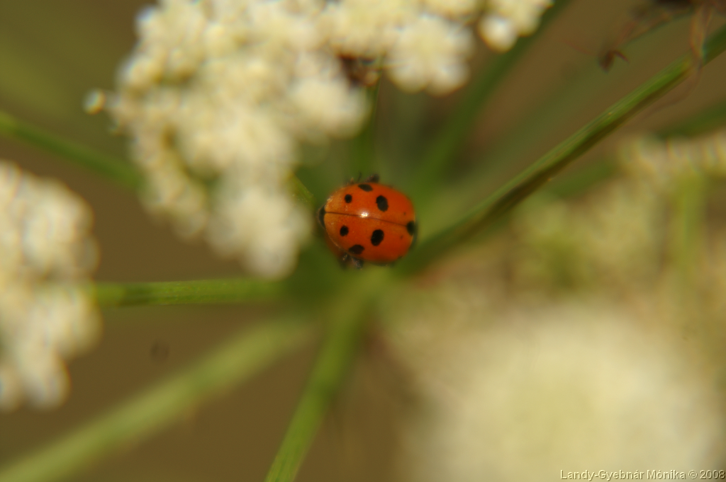 PICT1155.png