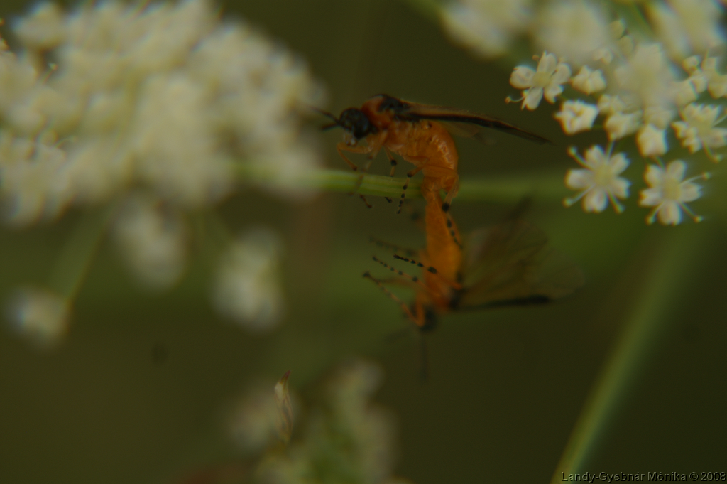 PICT1161.png