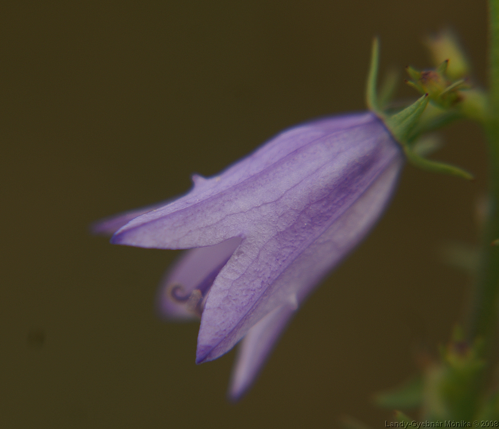 PICT1172.png