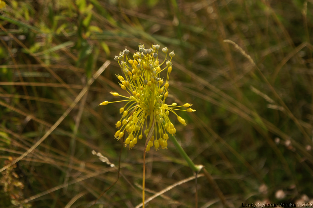 PICT1175.png