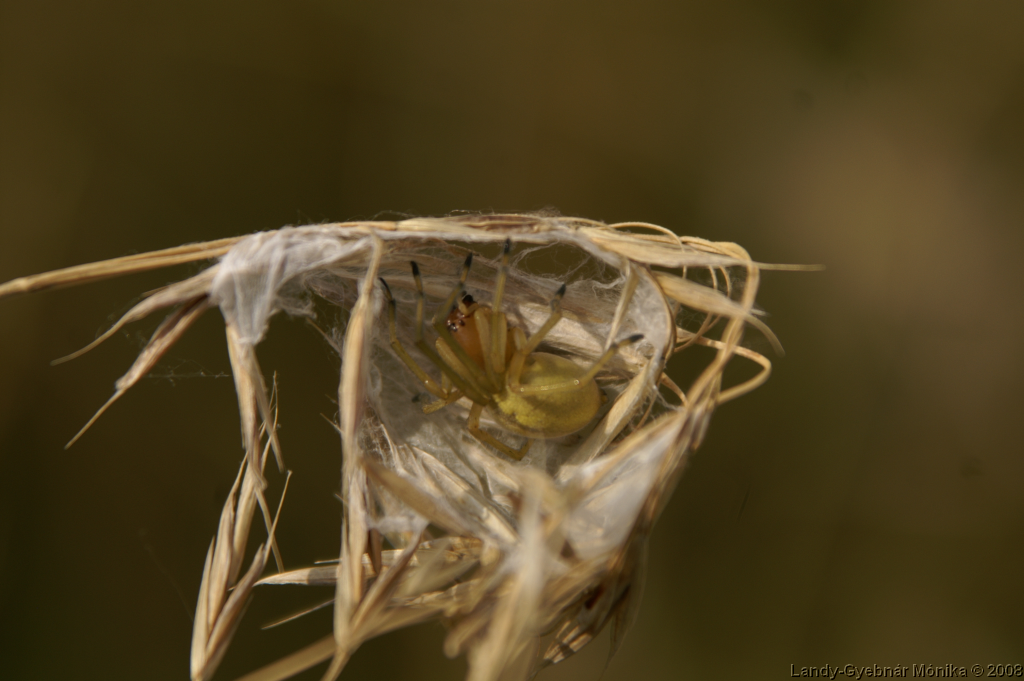PICT1184.png