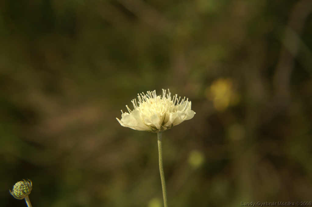 PICT1195.png