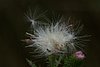PICT0966.png