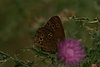 PICT0987.png