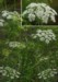ammi_majus2.jpg

277,34 KB 
428 x 600 
2007.02.22.
