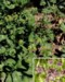 bupleurum_longifolium2.jpg

335,80 KB 
479 x 600 
2007.02.22.
